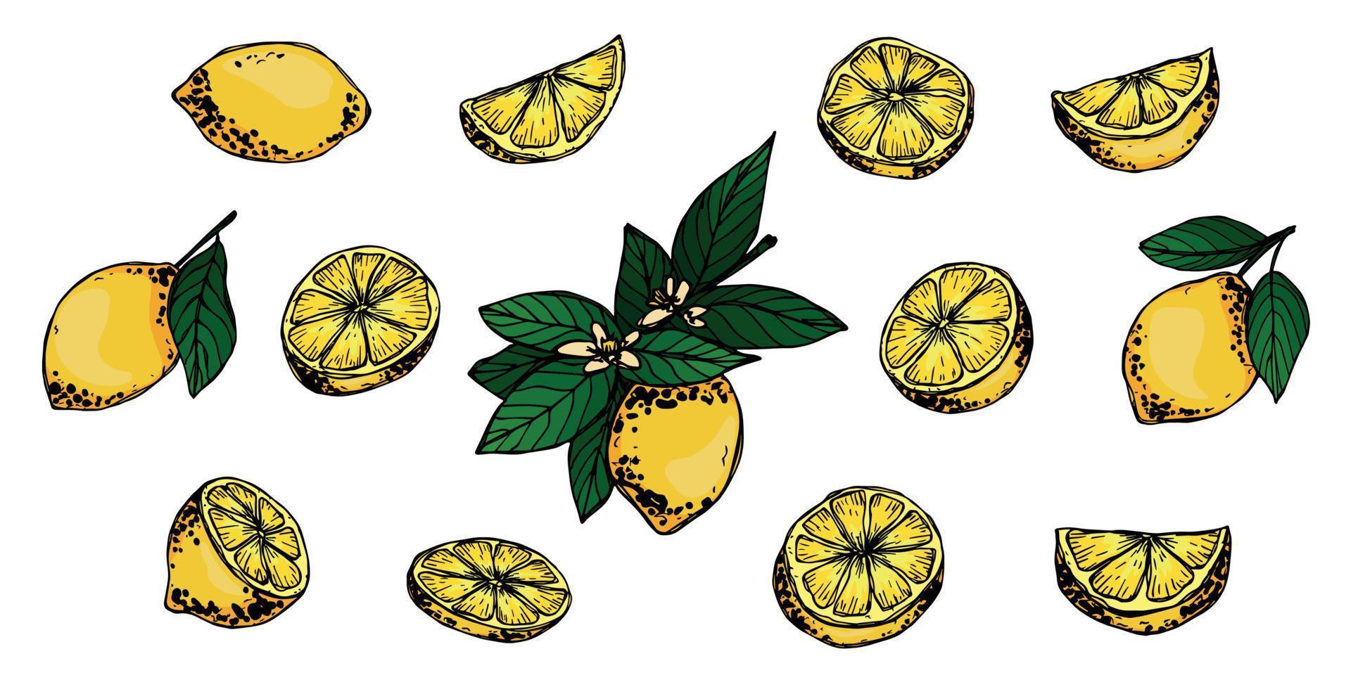 clipart vectorial de limón. conjunto de cítricos dibujados a mano. ilustración de frutas para impresión, web, diseño, decoración vector