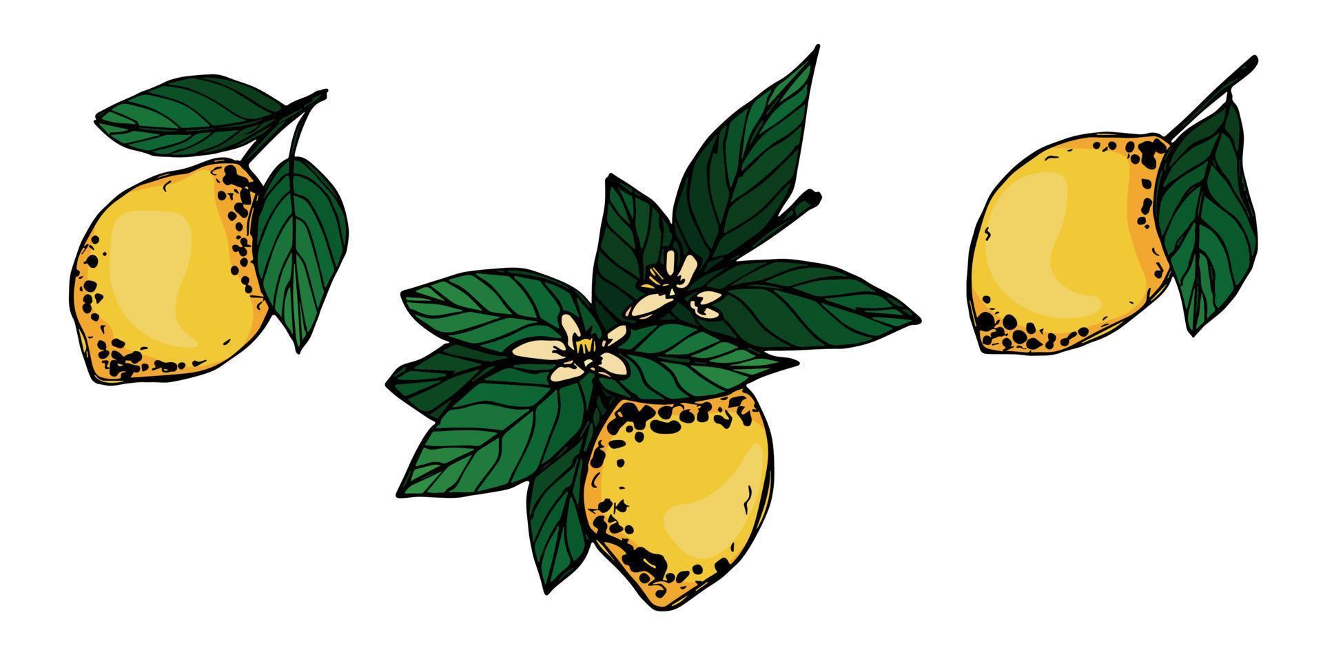 Vector lemon clipart. Hand drawn citrus set. Fruit illustration. For print, web, design, decor