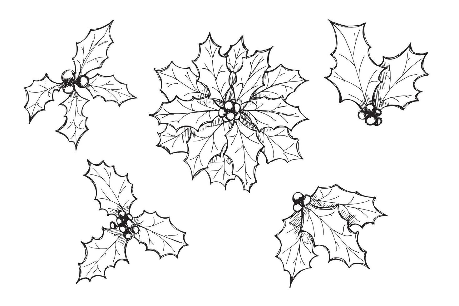 Hand drawn Christmas and New Year holly leaves bunch with berries. Holiday clipart vector