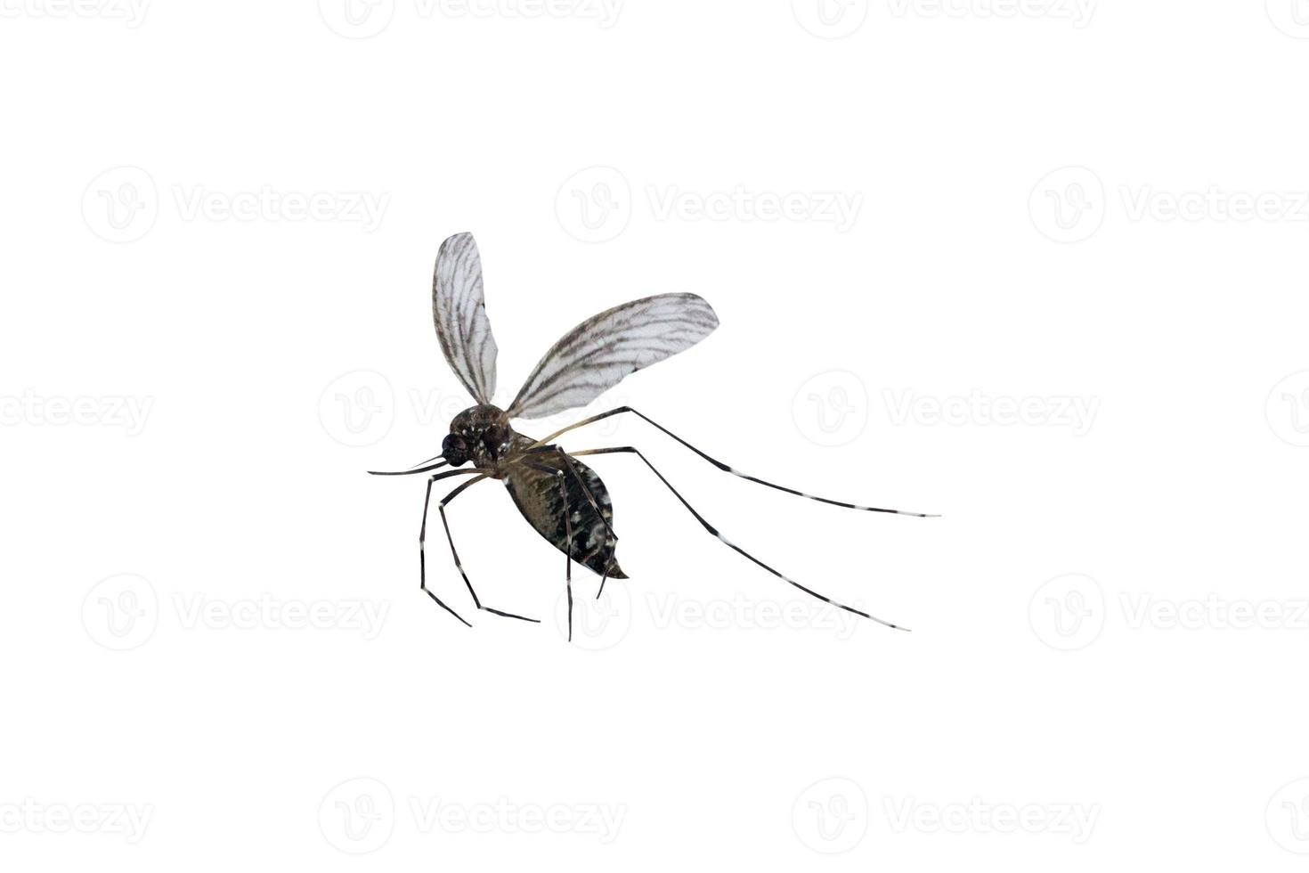 mosquito isolated on white background photo