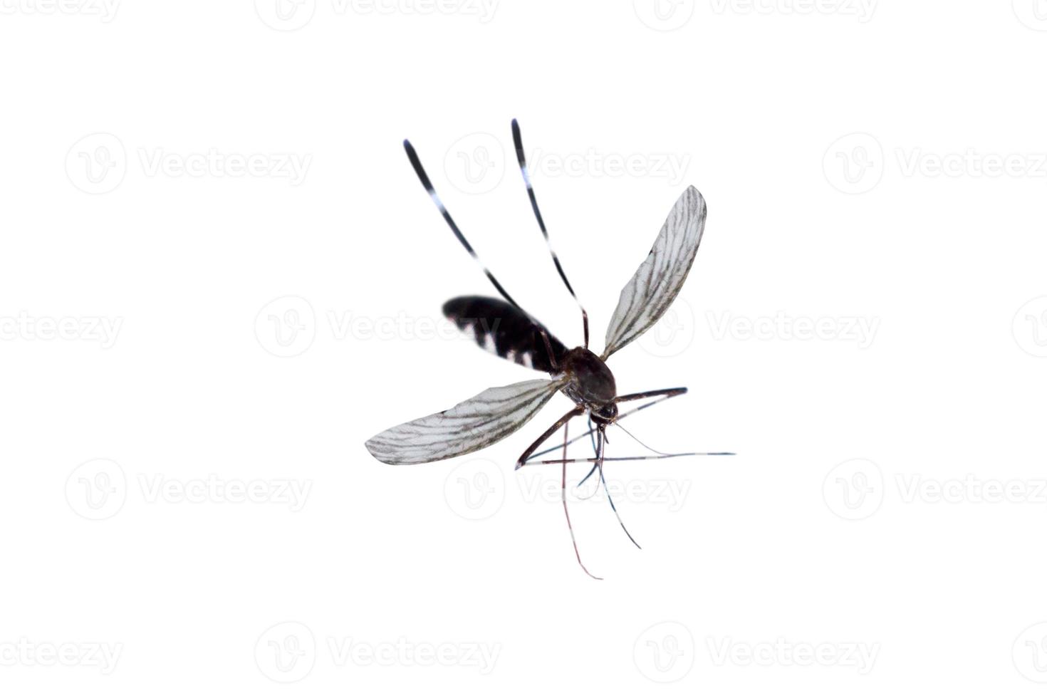 mosquito isolated on white background photo