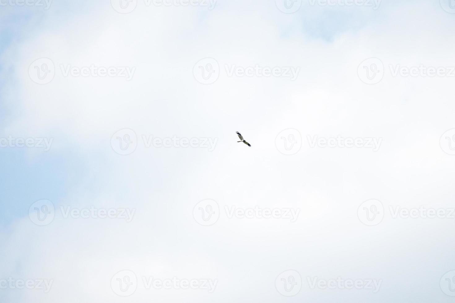 Hawk soars over the blue sky photo