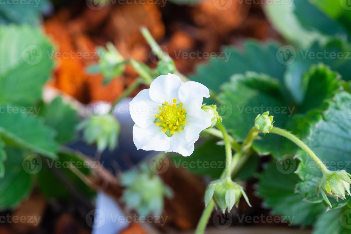 flor de fresa en el jardín de la granja orgánica foto