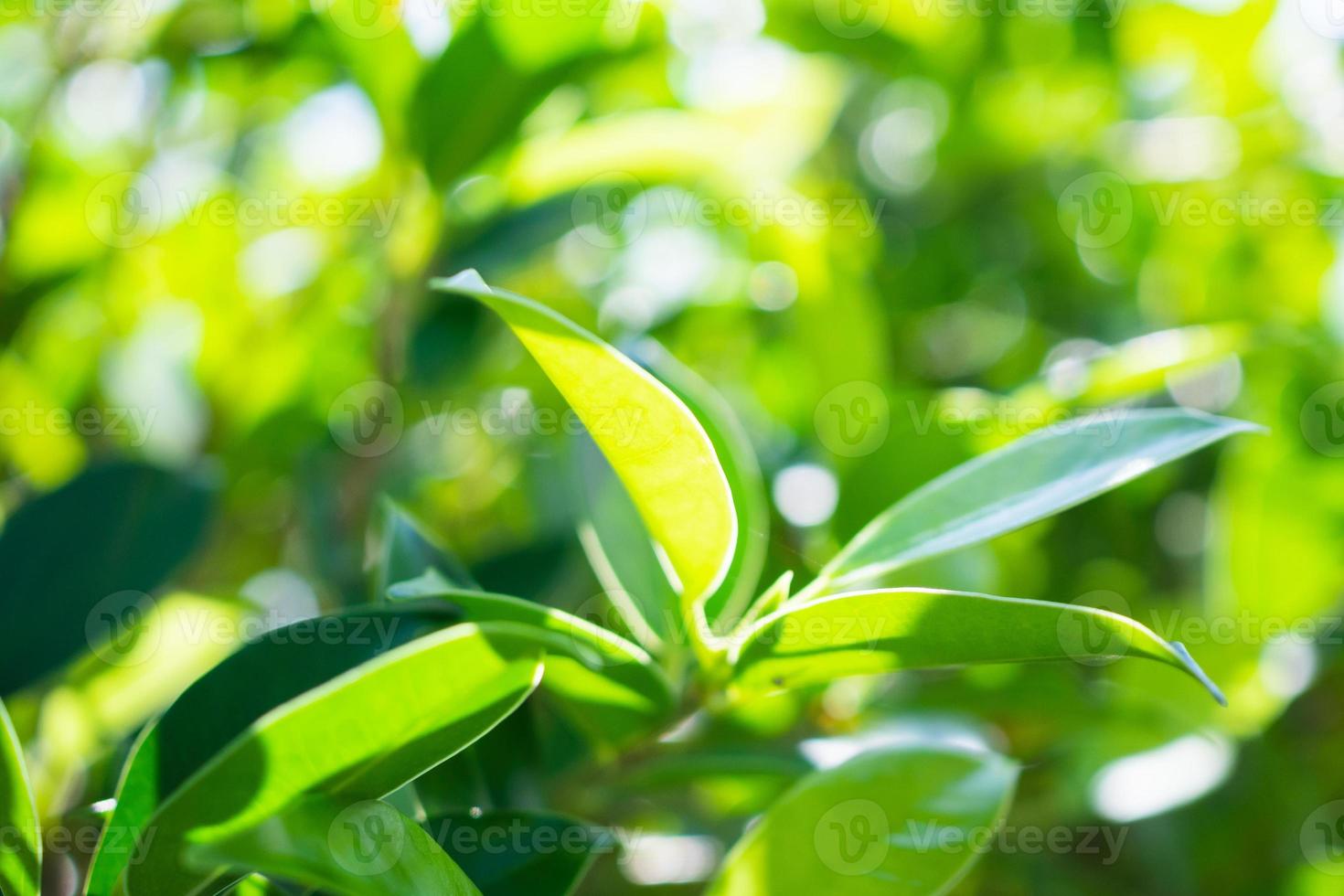 planta hoja verde en el jardín con fondo bokeh foto