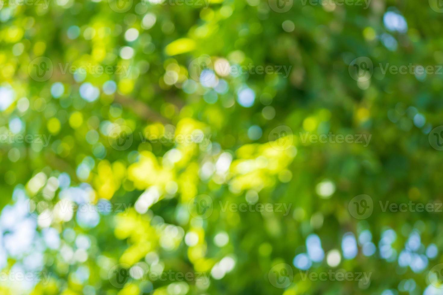 Abstract blur green leaf bokeh nature background 12734847 Stock Photo