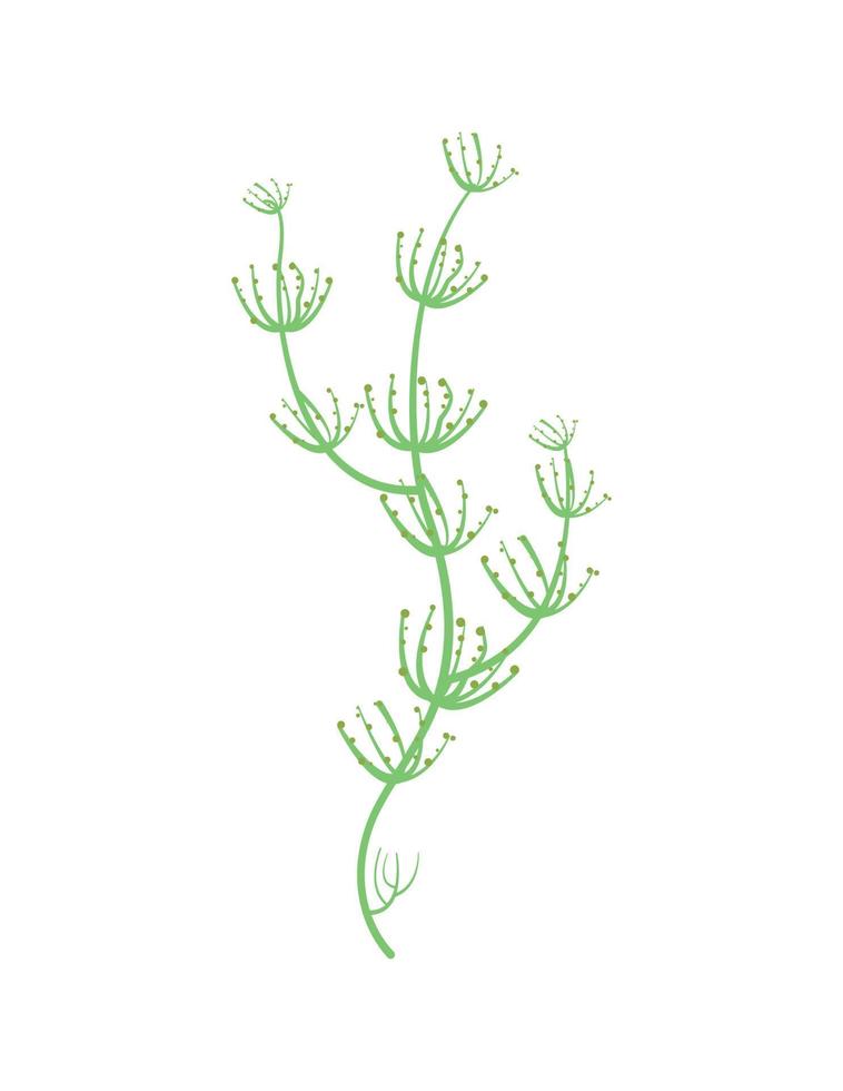 Vector illustration of Algae