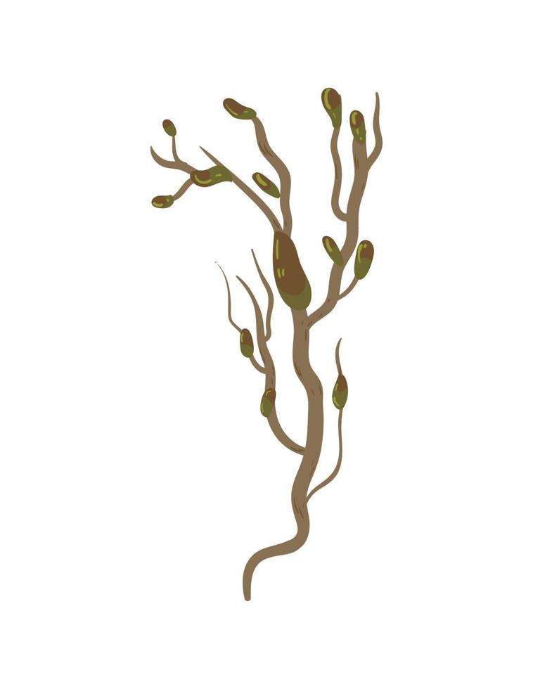 Vector illustration of Algae