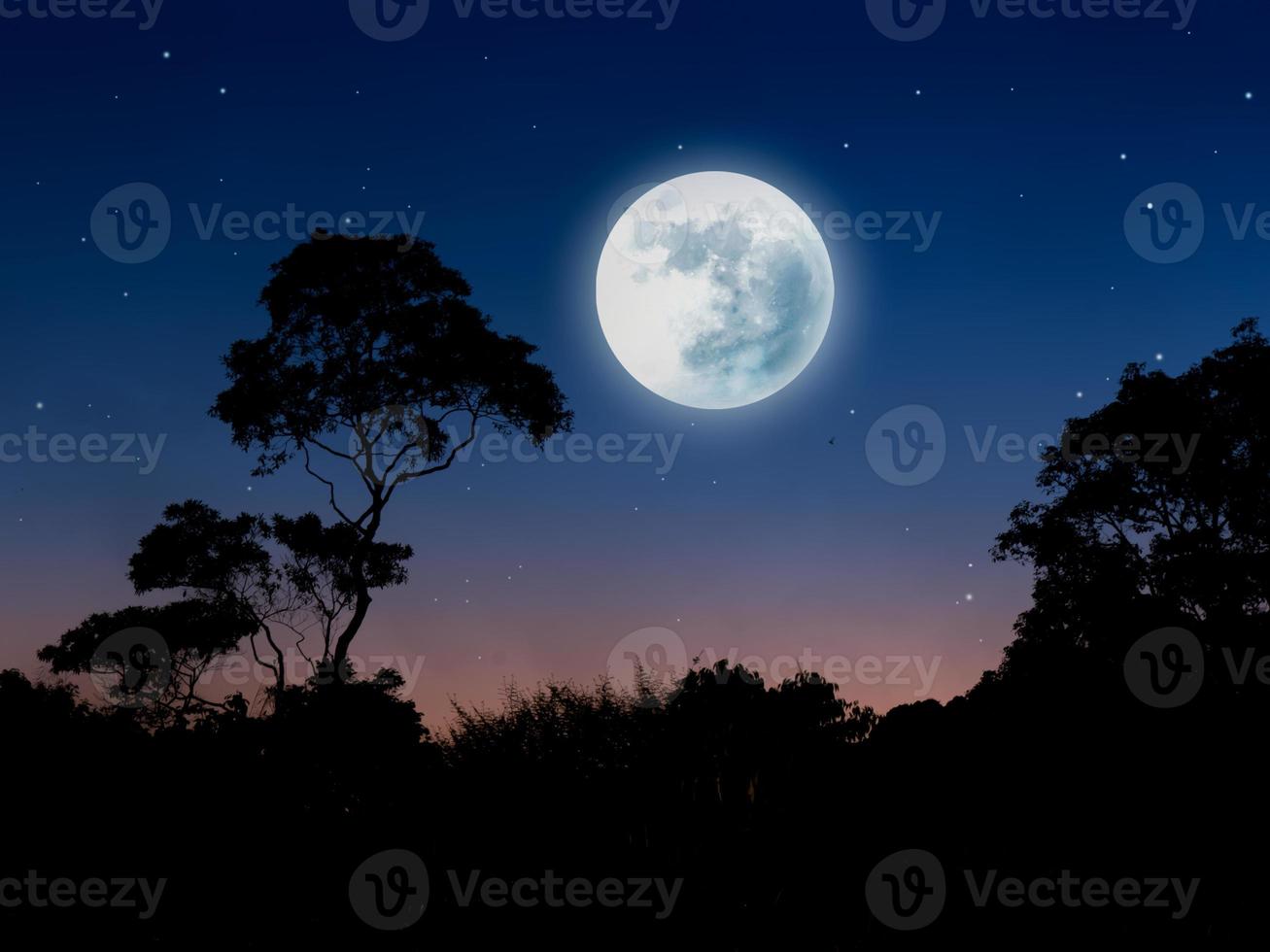 Night landscape in forest with full moon and stars photo