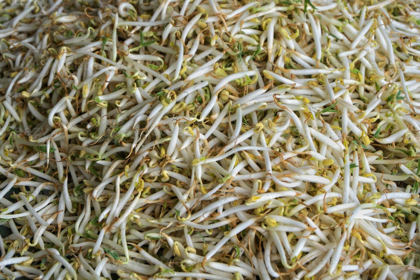 Cerca de brotes de frijol mungo o soja 12738167 Foto de stock en Vecteezy