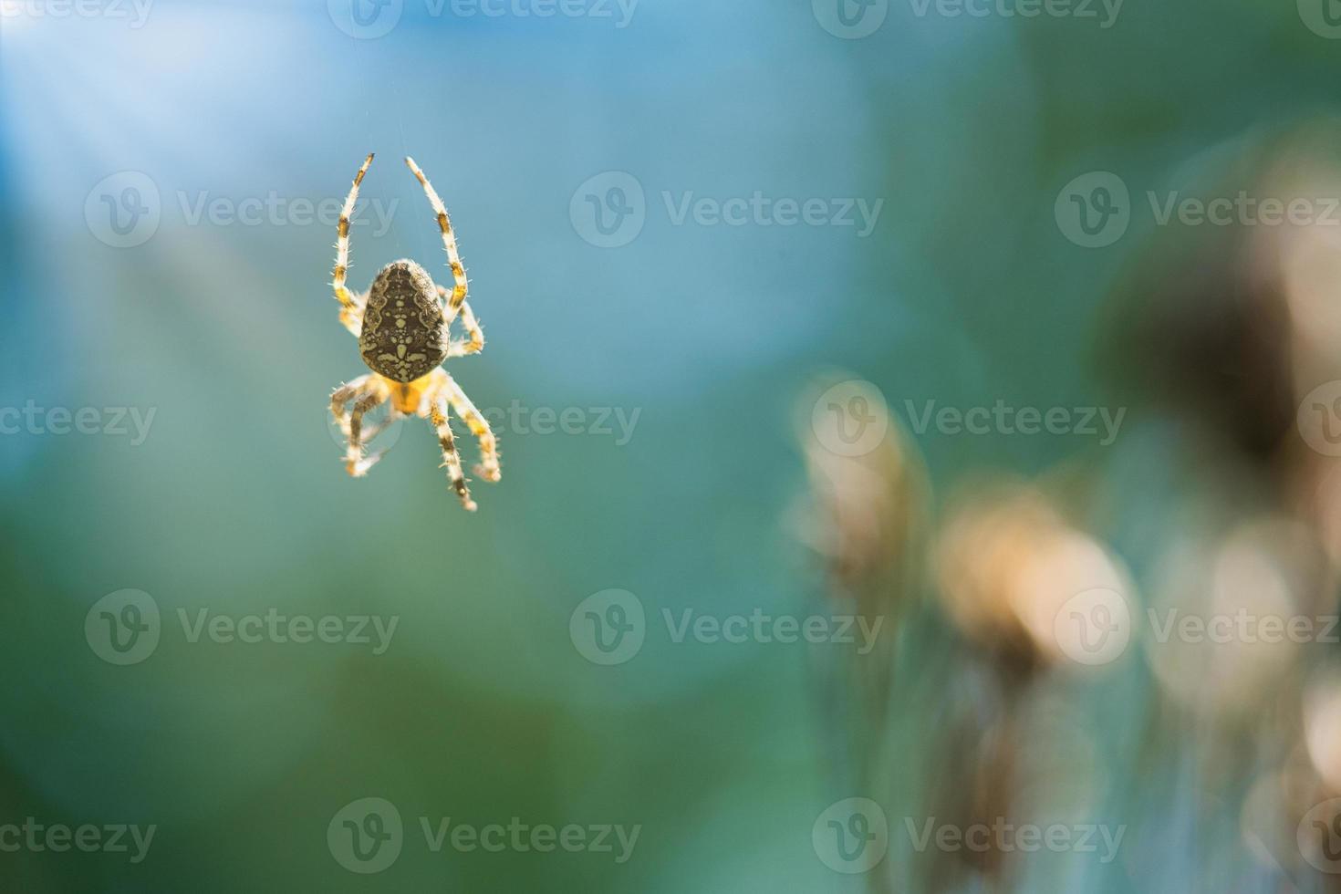 Cross spider crawling on a spider thread. A useful hunter among insects.Blurred photo