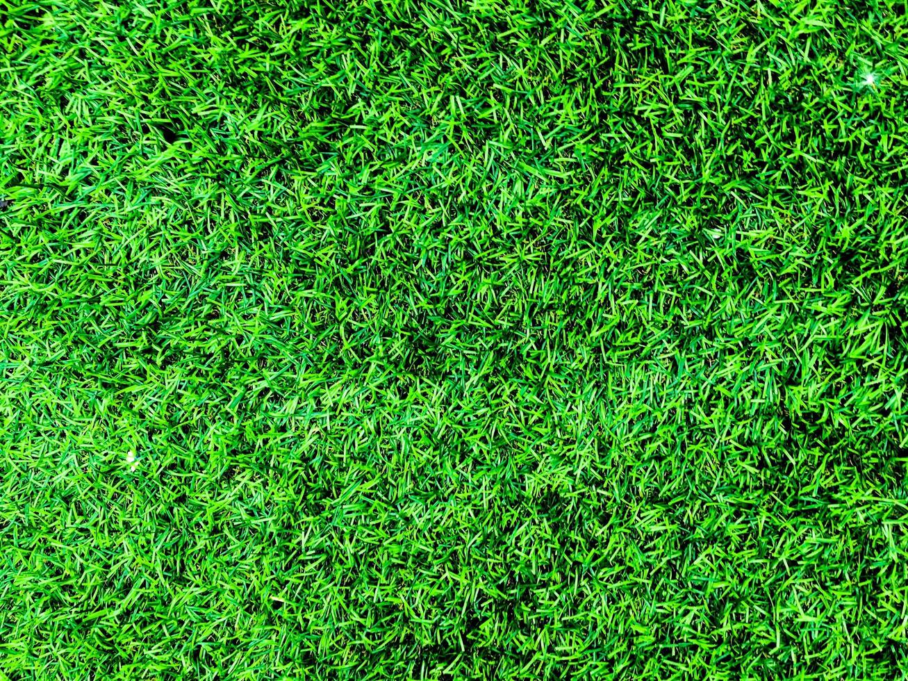 Top view of green grass texture background. Element of design. photo