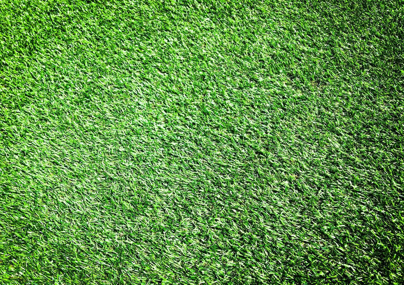 Green grass in the natural background for design photo