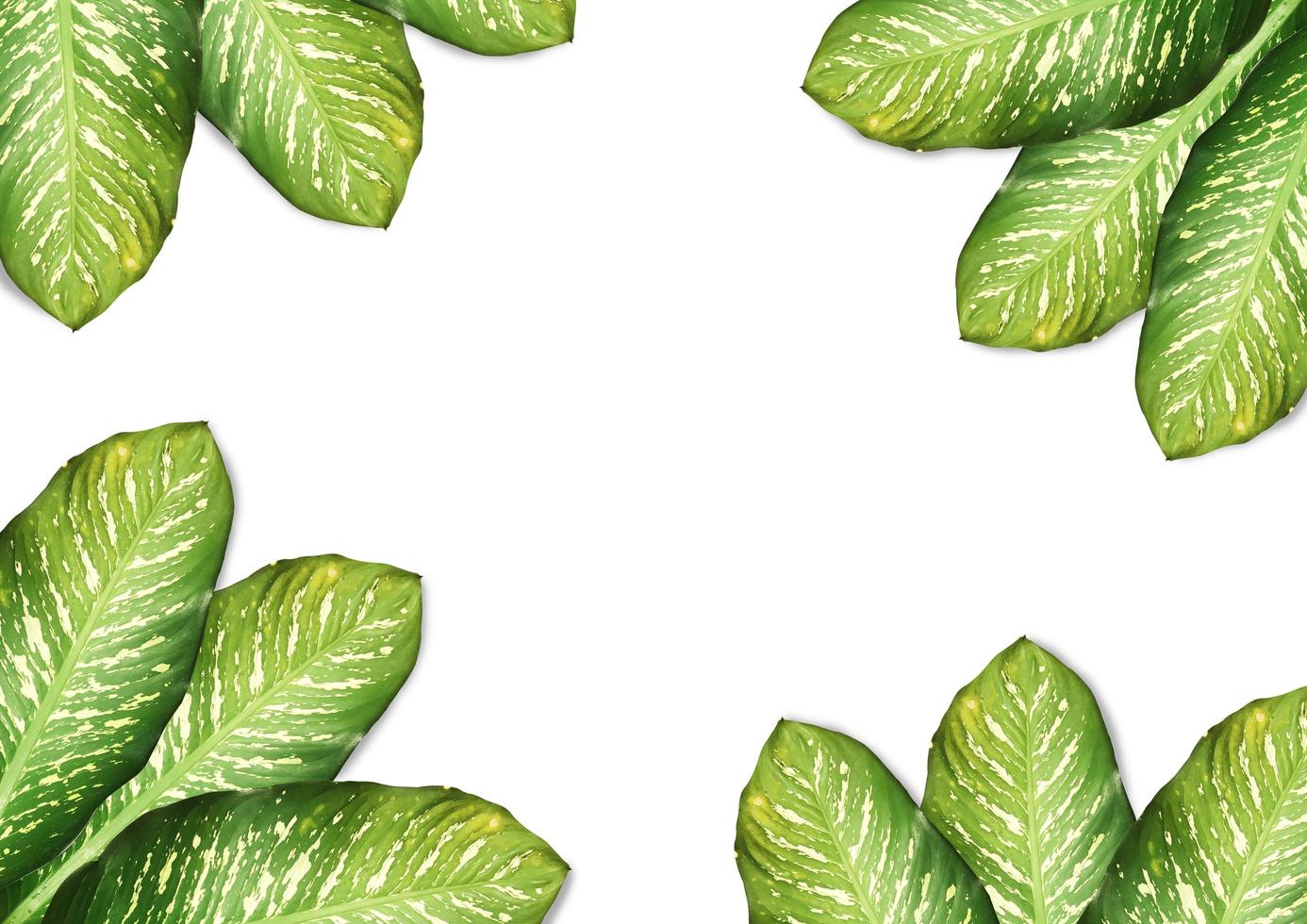 Flat lay layout of tropical leaves green on white background with copy space.Clipping path, Top view photo