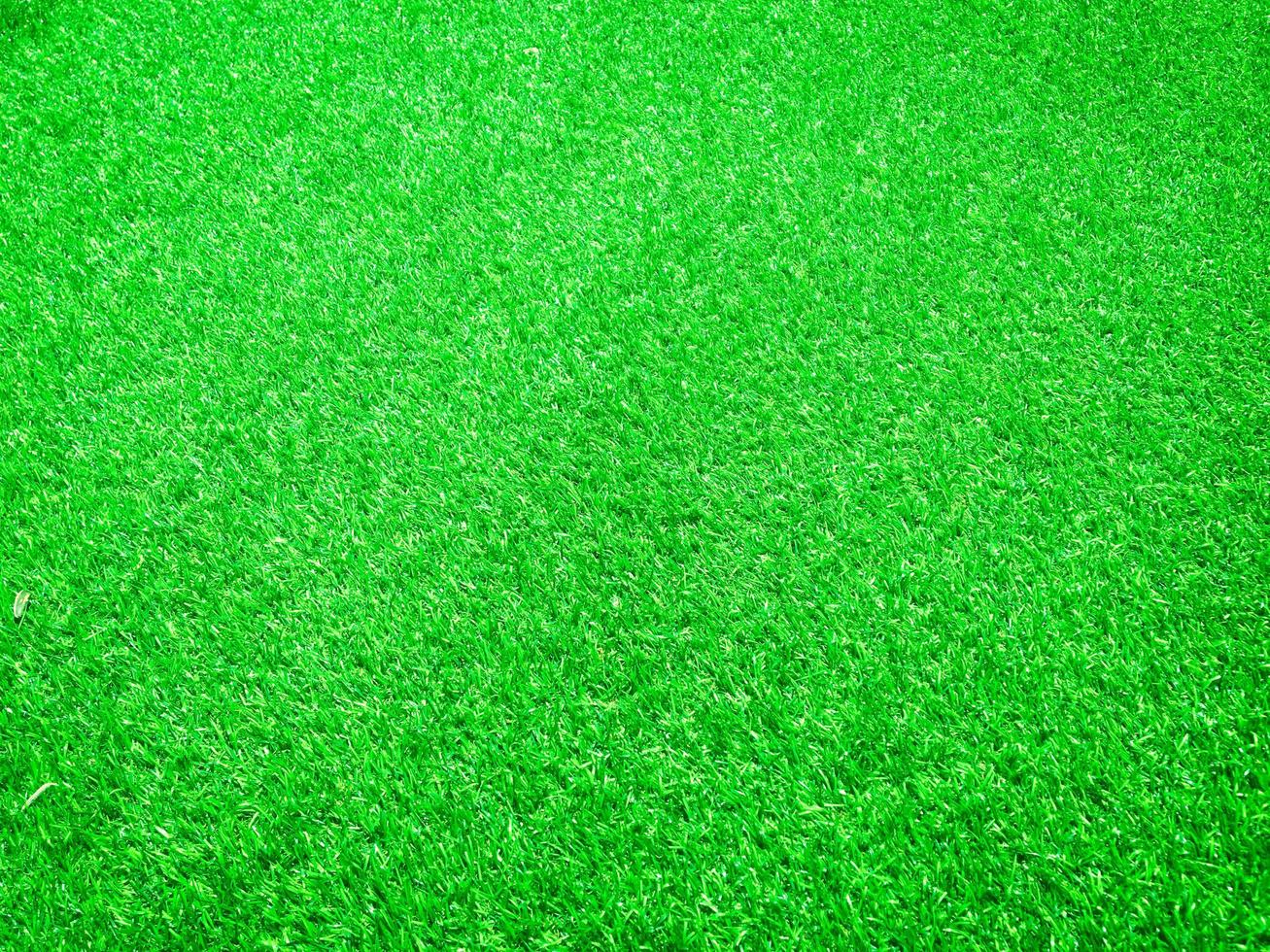 Green grass close up view in the jungle with copy space for design photo