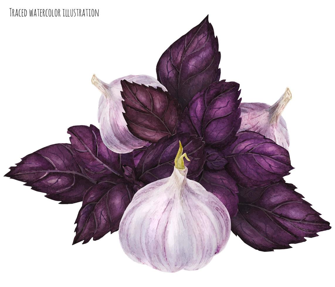 Purple Garlic and Basil bouquet vector