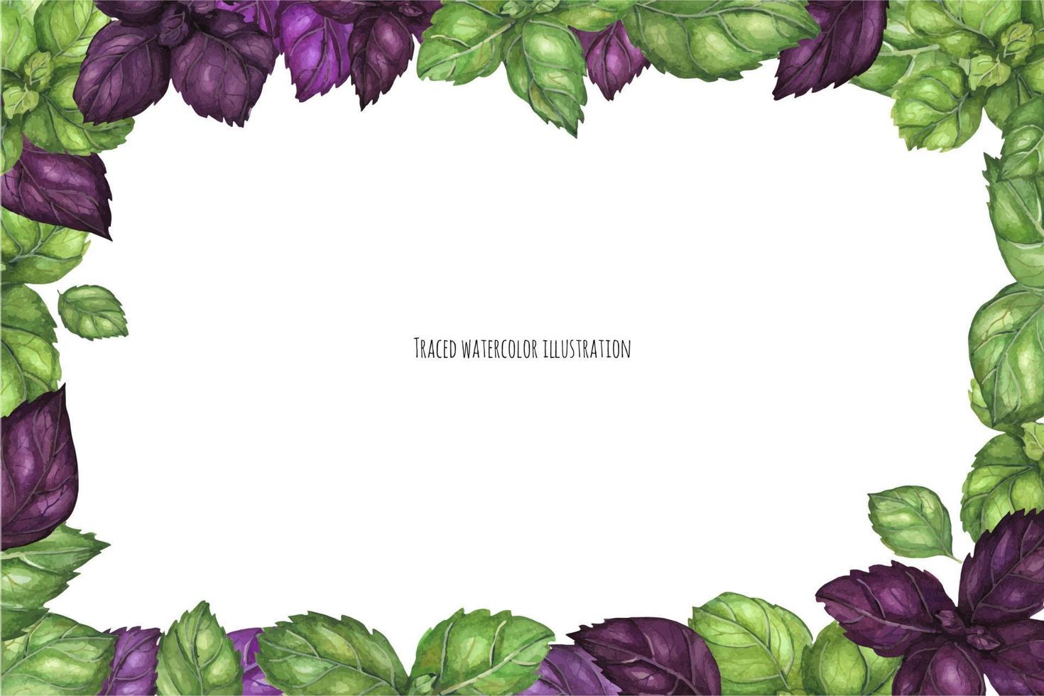 Fresh Green and Purple Basil Frame vector