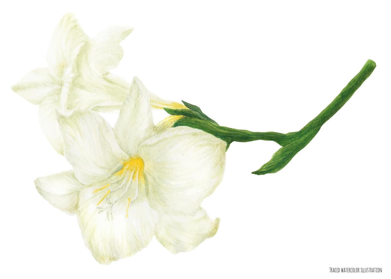 Fresh delicate white Freesia branch vector