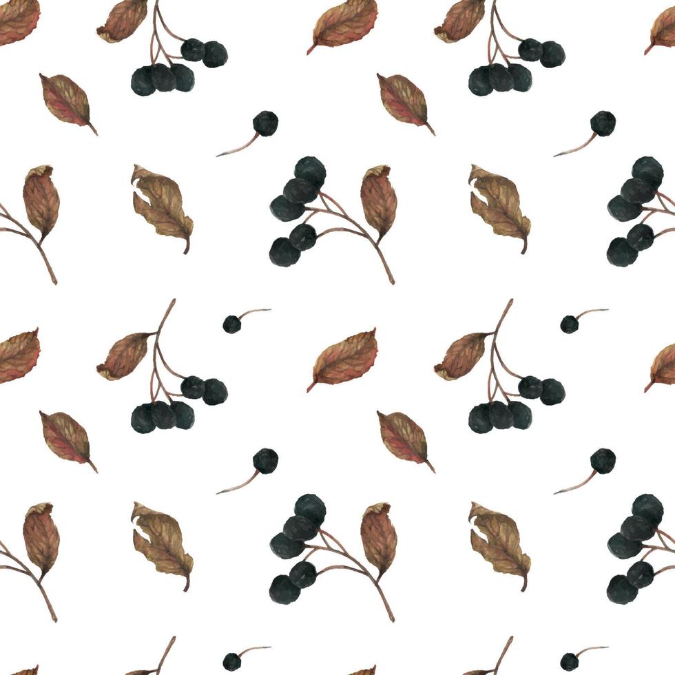 Aronia branches. Dried berries and leaves for New Year winter pattern on a white vector