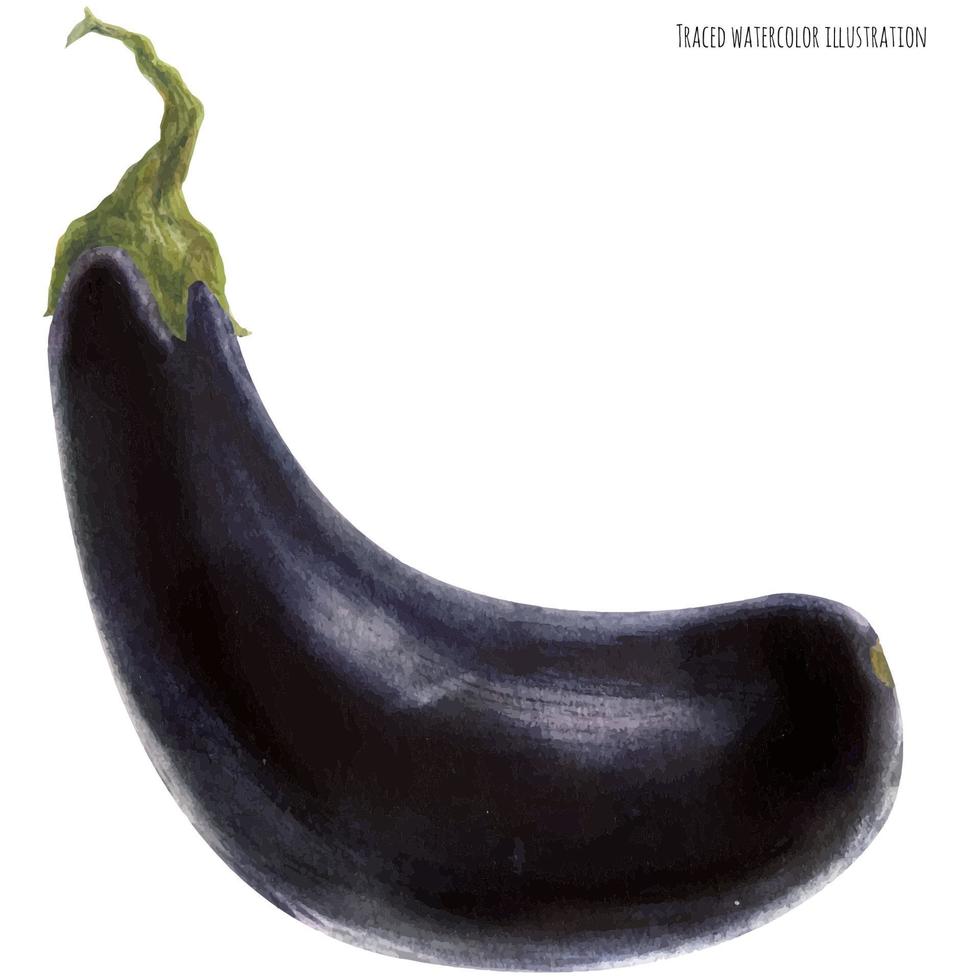 Dark blue eggplant, watercolor vector