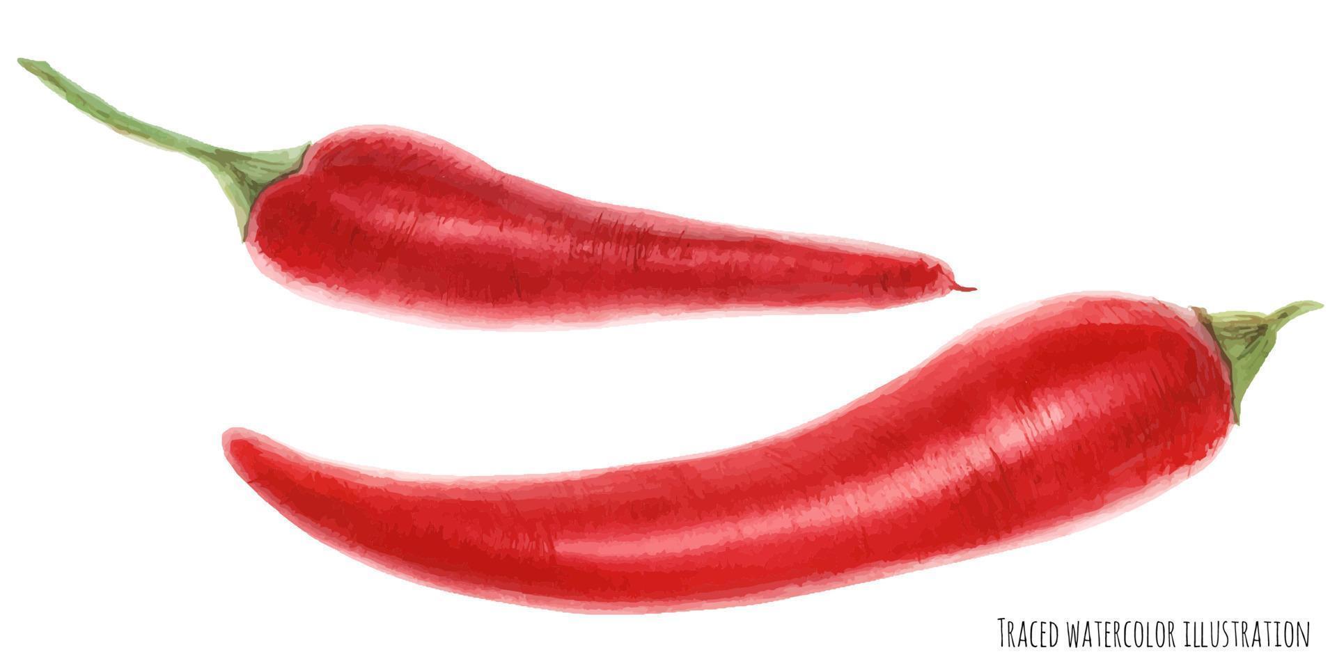 Traced watercolor illustration of cayenne pepper vector