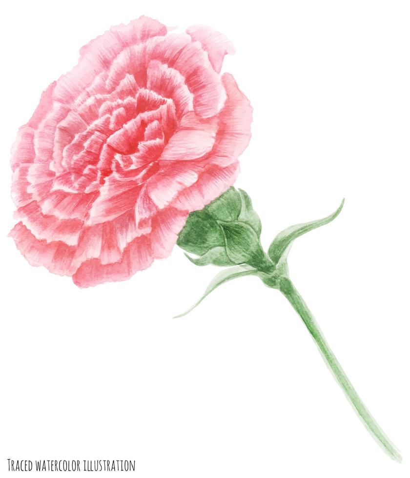 Pink Carnation. Symbol of Mothers Day vector