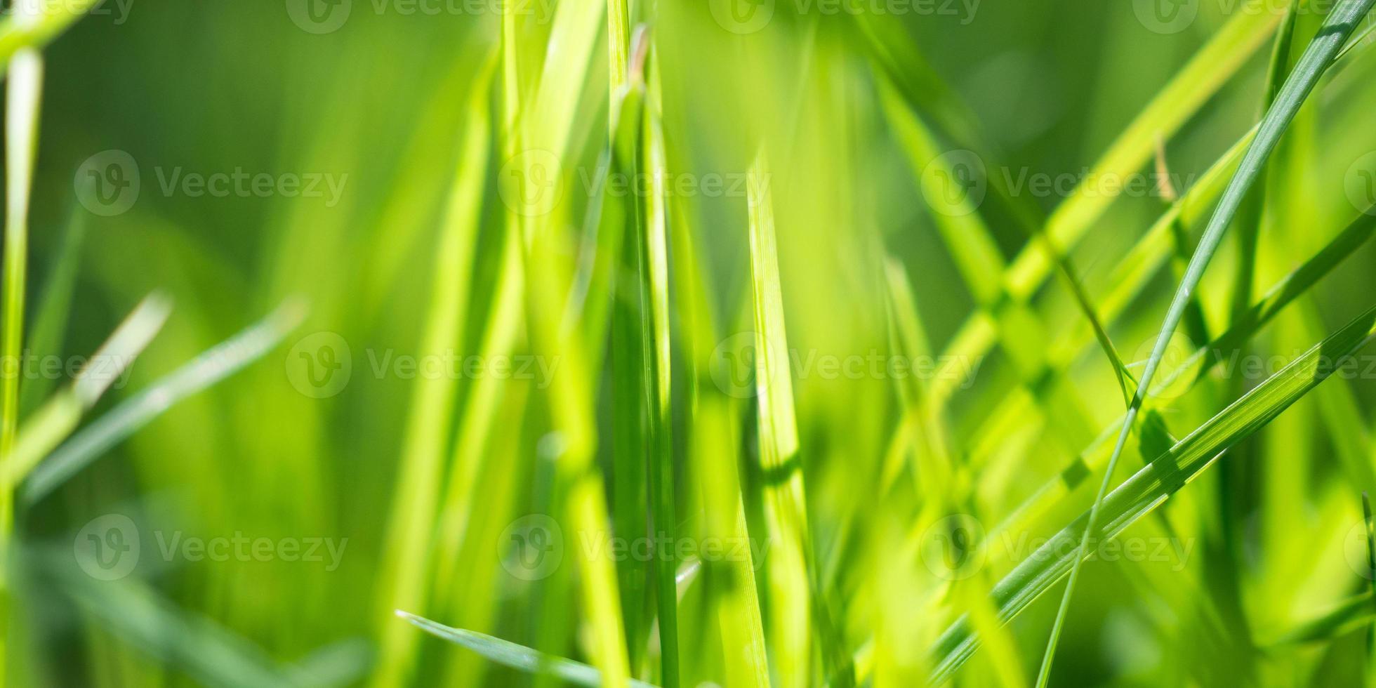 green grass leaf in garden with bokeh background photo