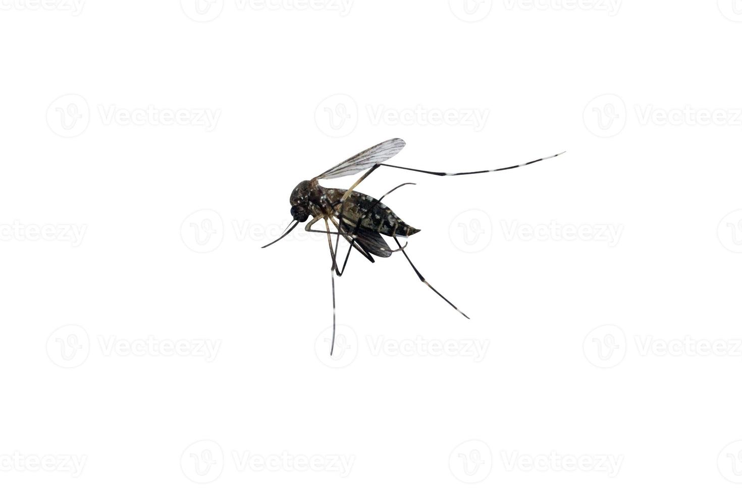 dead mosquitoes isolated on white background photo