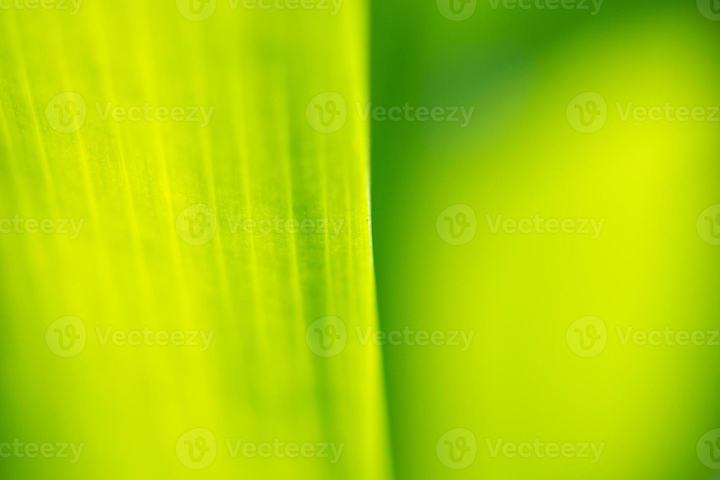 Plant green leaf in garden with bokeh background photo