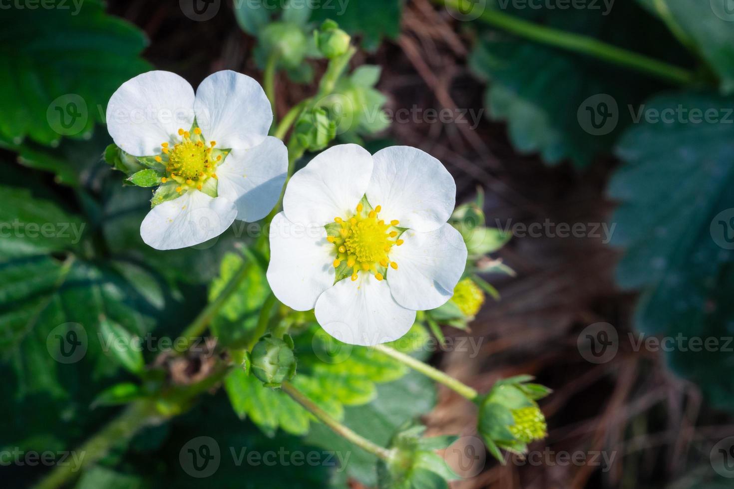 flor de fresa en el jardín de la granja orgánica foto