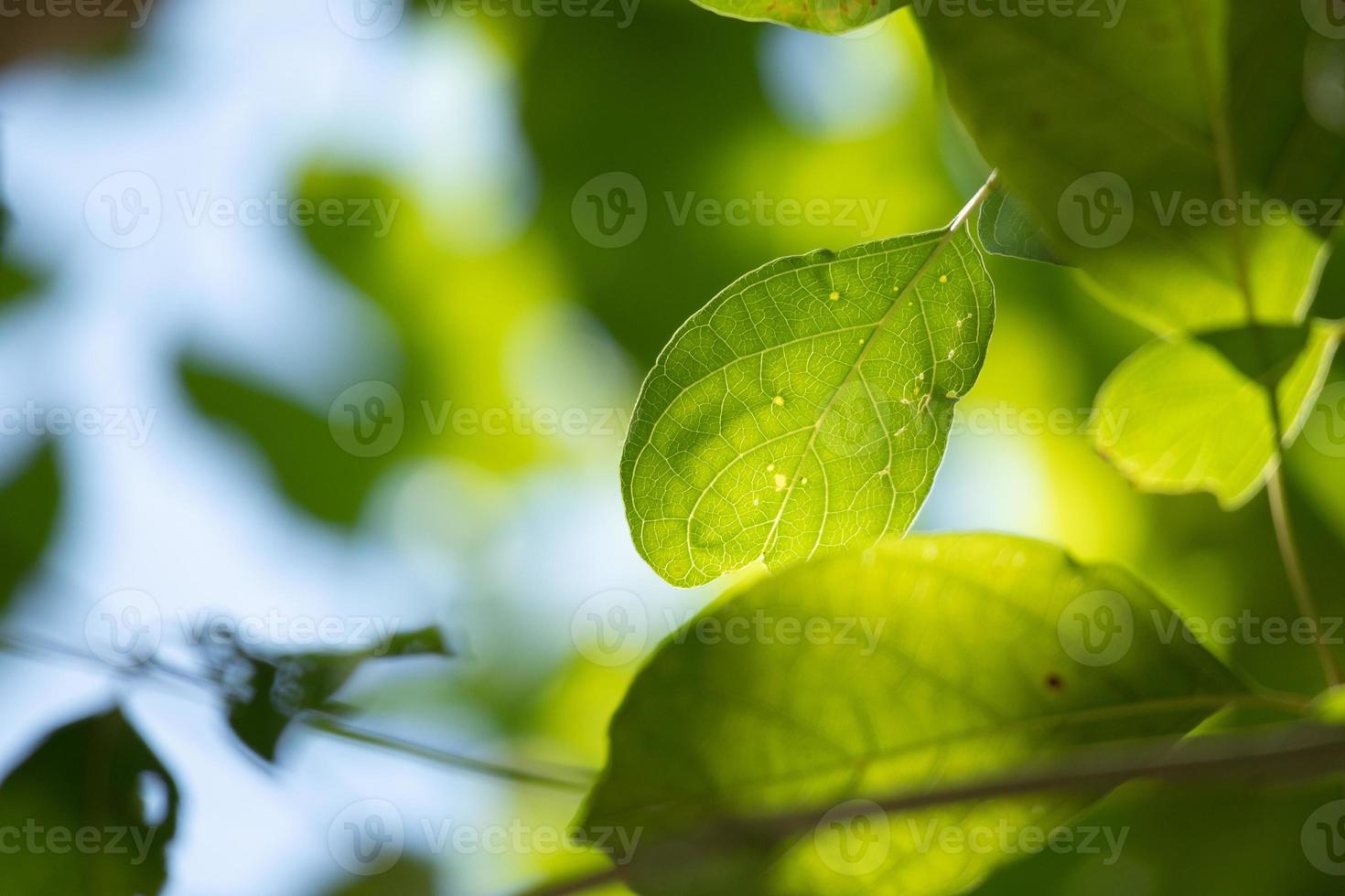 Plant green leaf in garden with bokeh background photo