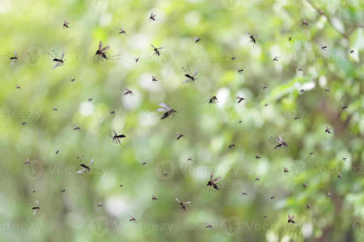 enjambre de mosquitos vuelan en el parque foto