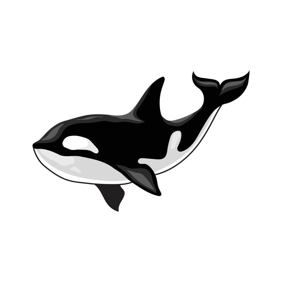 orca killer whale vector