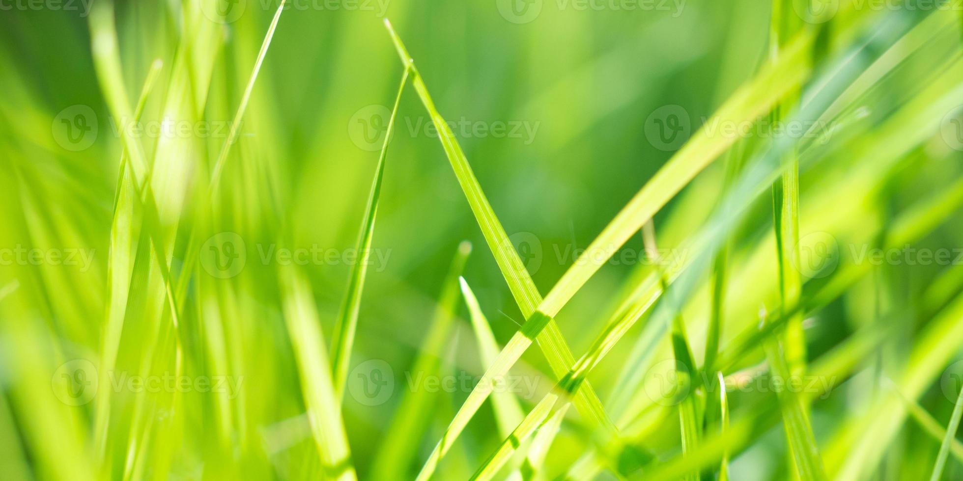 green grass leaf in garden with bokeh background photo