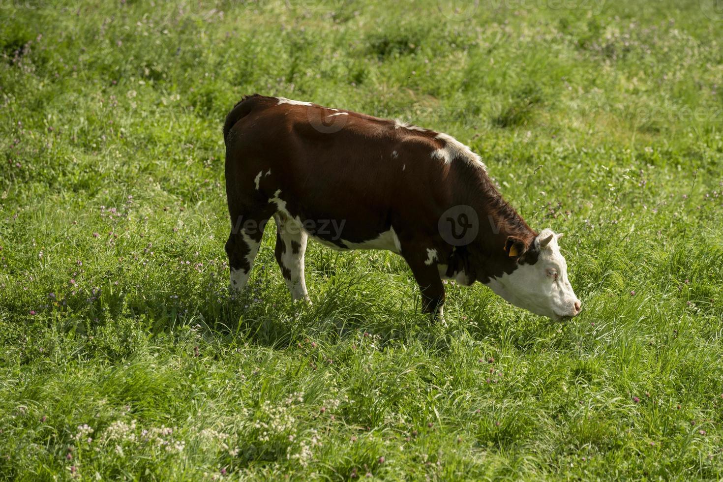 A brown spotted cow grazing in a green grass field 12741937 Stock Photo at Vecteezy