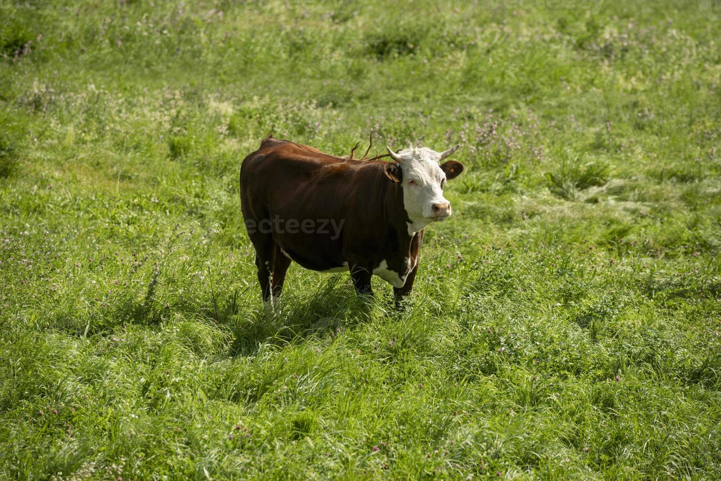 One brown spotted cow isolated in a green grass field 12741941 Stock
