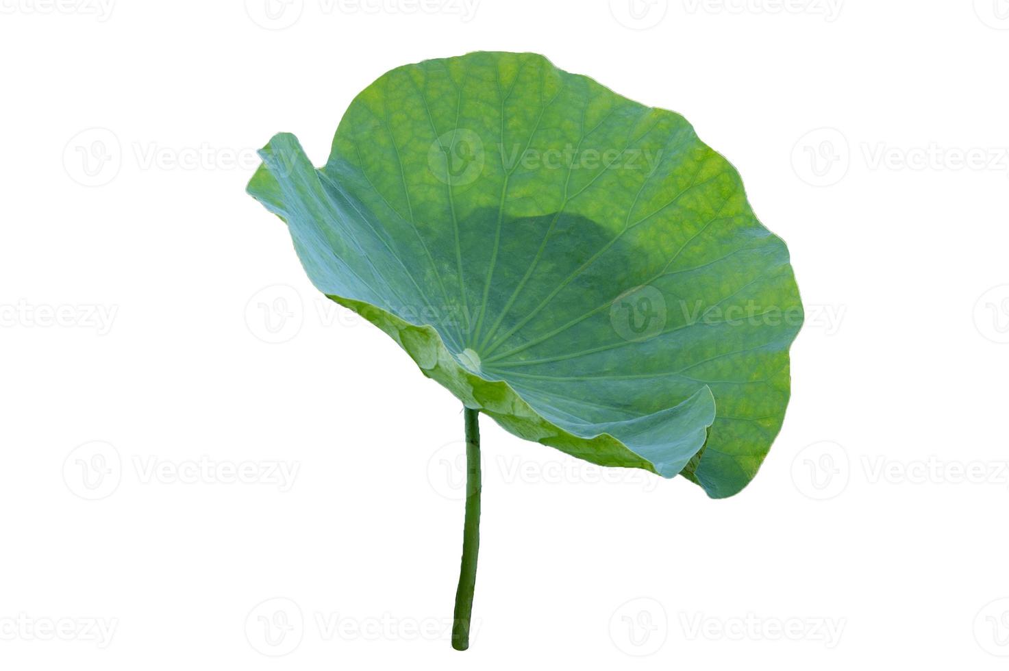 Lotus leaf Isolate collection of white background photo