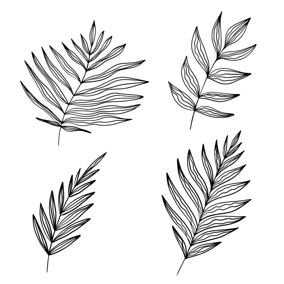 Vector Exotic leaves. Palm tree leaves. Black and white engraved ink art. Leaf plant botanical garden floral foliage. Isolated leaf illustration element.