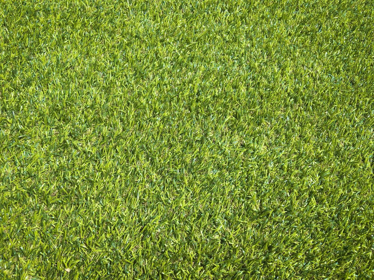 Green grass close up view in the jungle with copy space for design photo