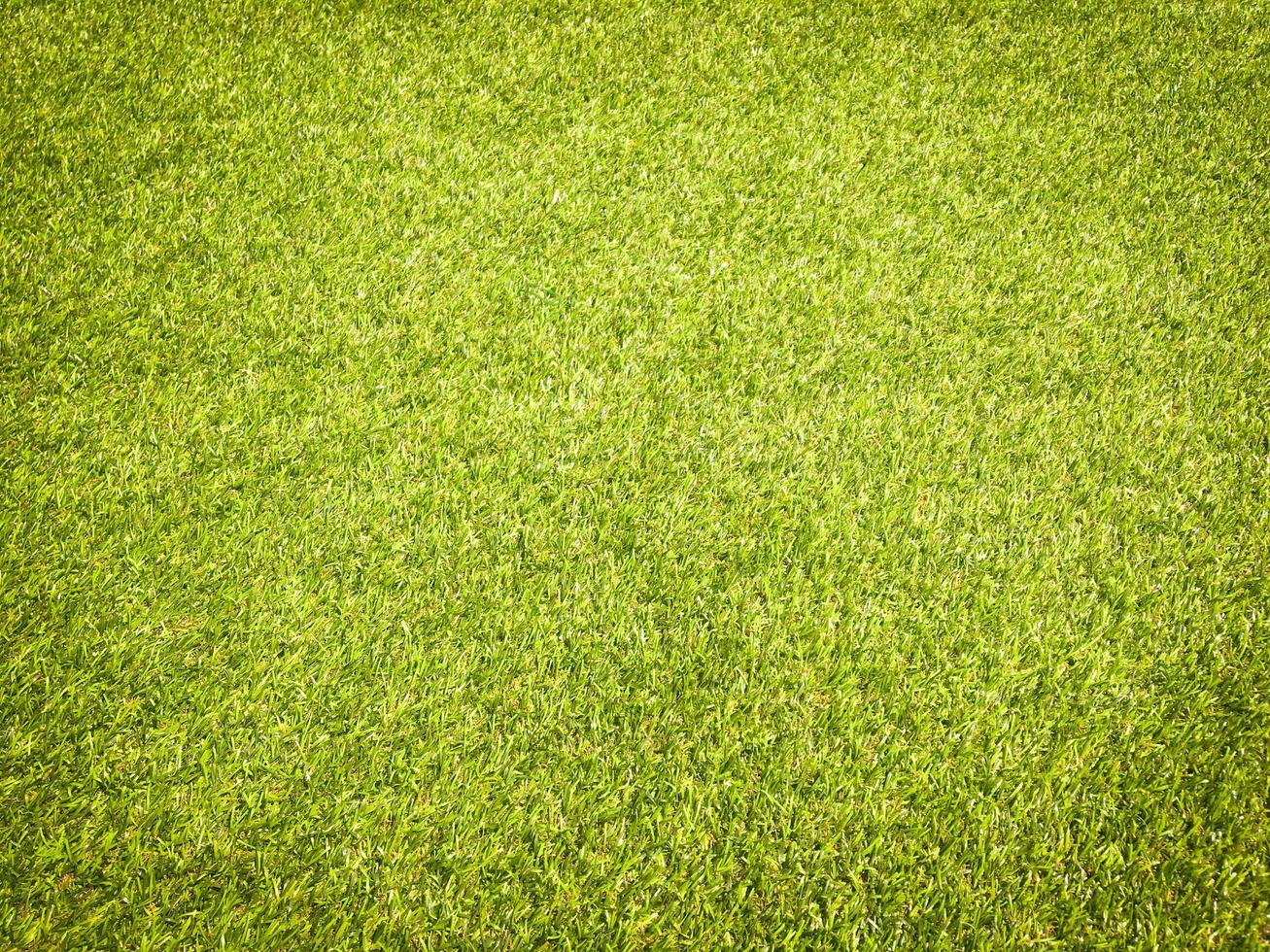 Top view of green grass texture background. Element of design. photo