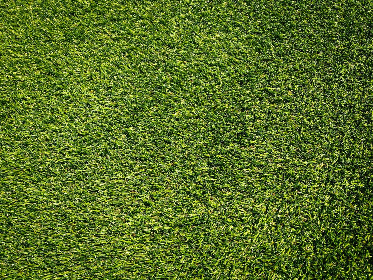 Green grass close up view in the jungle with copy space for design photo