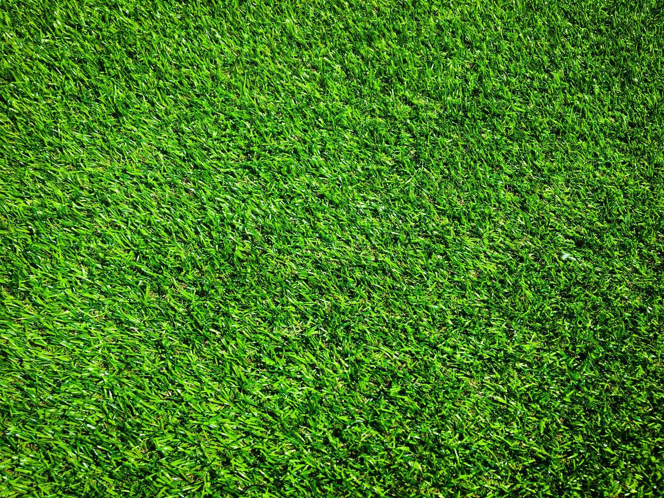 Green grass in the natural background for design photo