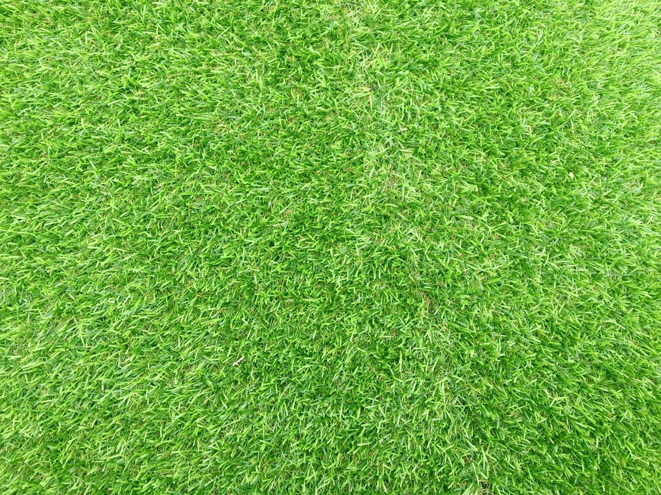 Nature green grass texture background for design. Eco concept. photo