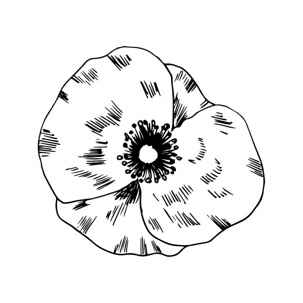 Hand-drawn beautiful poppy flower isolated on white background, top view. Vector ink drawing.