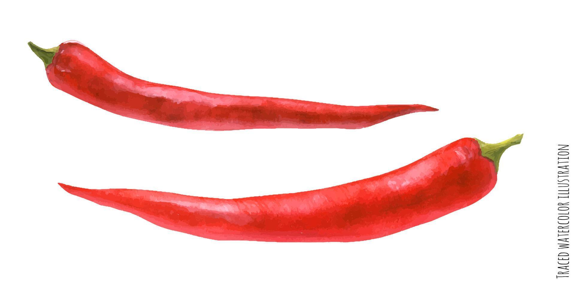 Traced watercolor illustration of red hot pepper vector