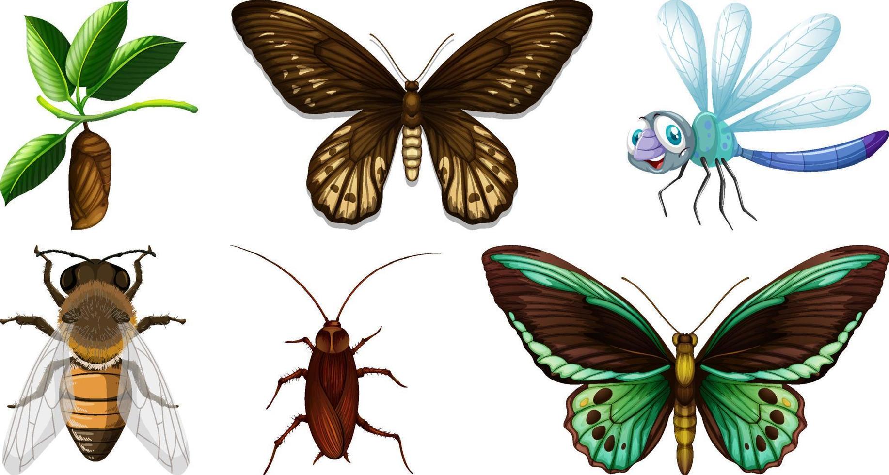 Set of different kinds of insects vector