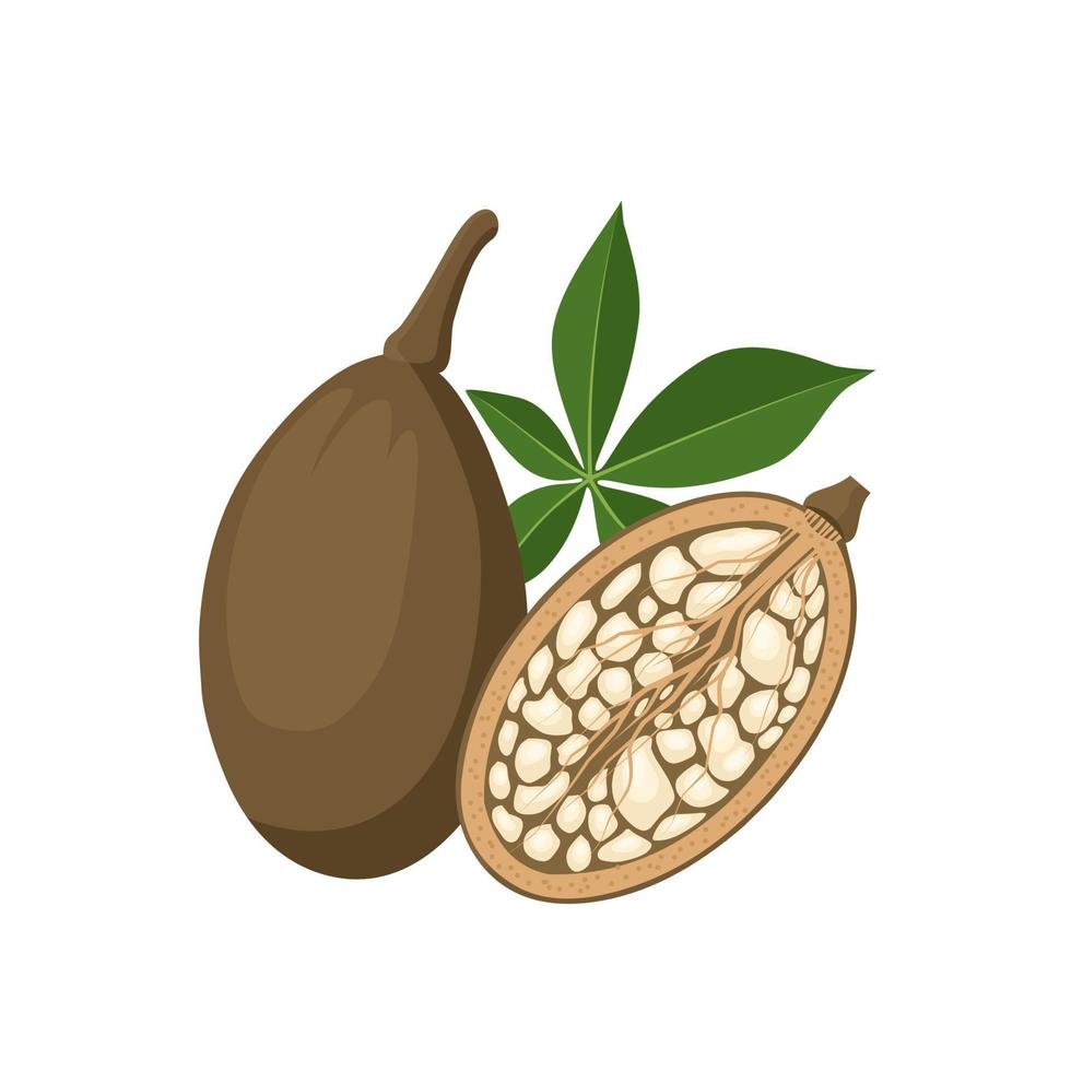 ilustración vectorial, fruta de baobab entera y partida a la mitad, nombre científico adansonia digitata, con hojas verdes, aislada en fondo blanco. vector