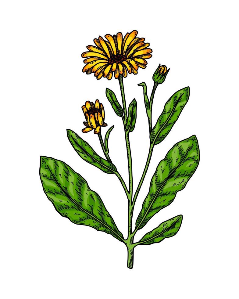 Hand drawn calendula flowering plant isolated on white background. Vector illustration in colored sketch style. Botanical design element
