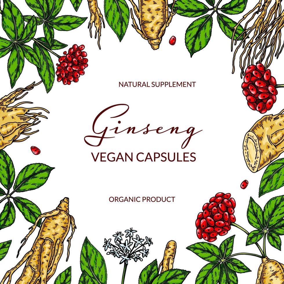 Ginseng colorful square design. Hand drawn botanical vector illustration in sketch style. Can be used for packaging, label, badge. Herbal medicine background