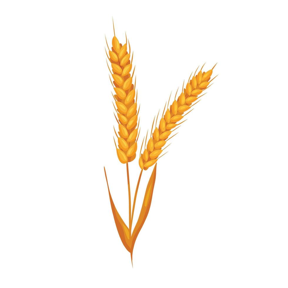 Wheat ears with grains on white backgroung. Vector isolated illustration, flat style. Elements for bakery or flour production design.