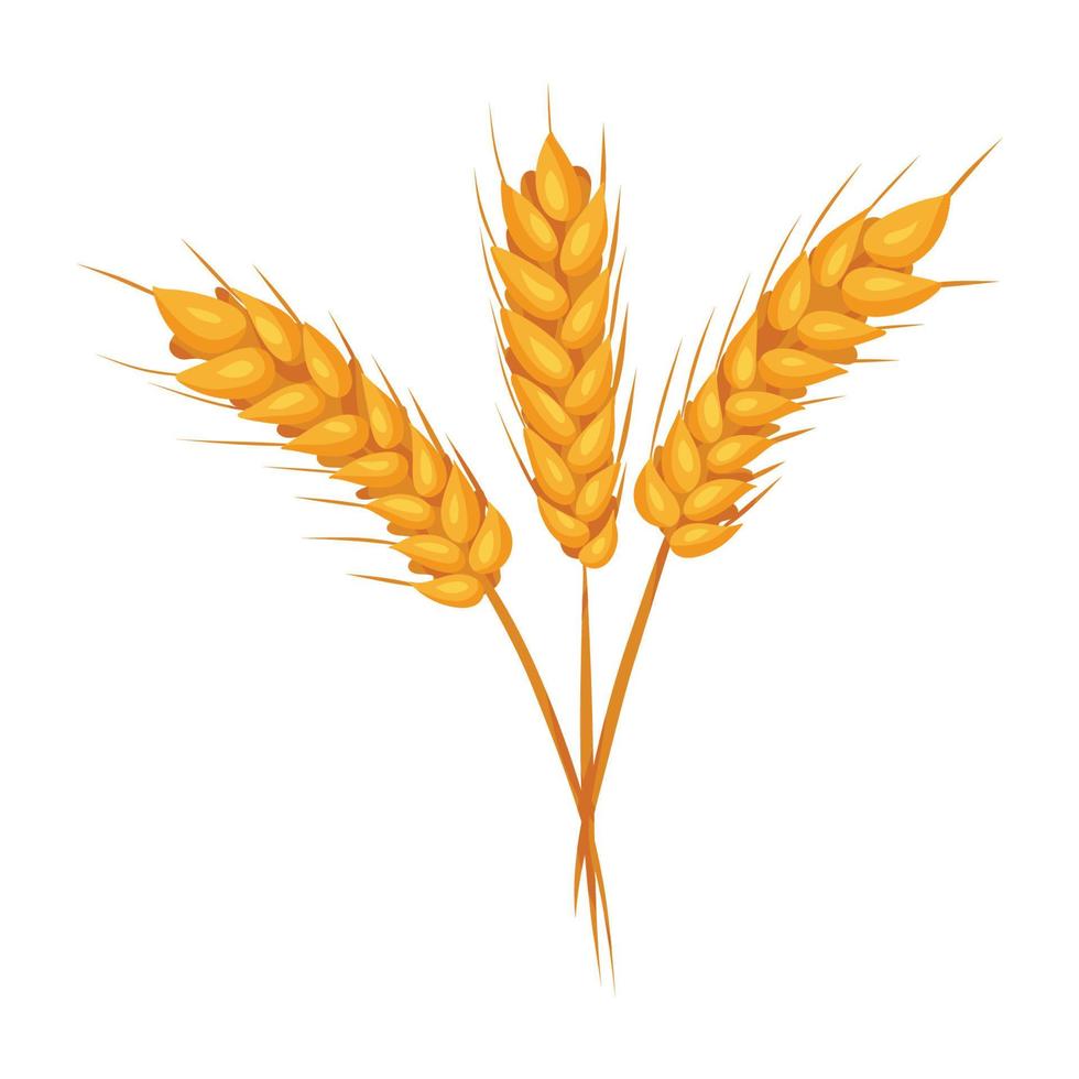 Wheat ears with grains on white backgroung. Vector isolated illustration, flat style. Elements for bakery or flour production design.